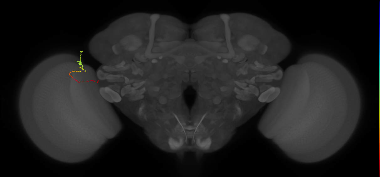 Tm20_L (MaleCNS:210591)