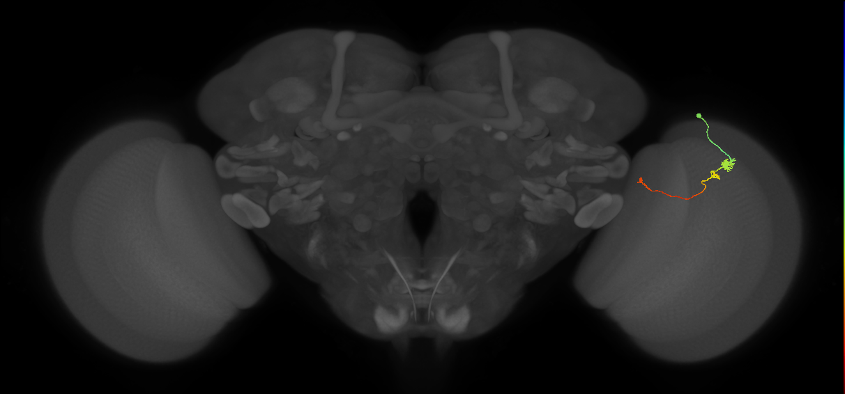 Tm20_R (MaleCNS:121134)