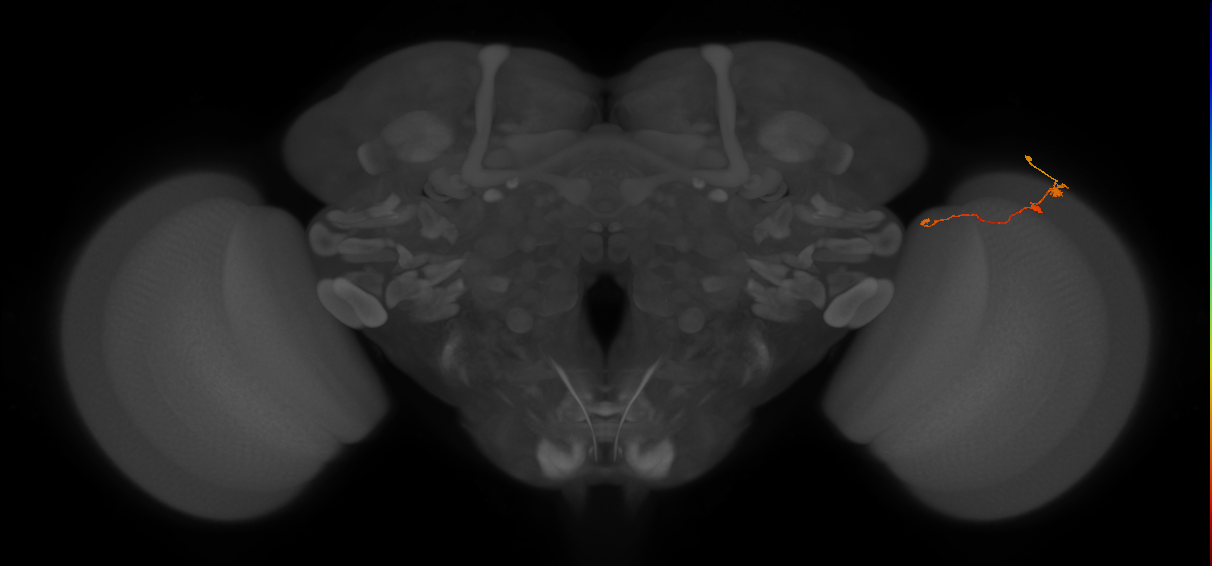 Tm20_R (MaleCNS:133592)