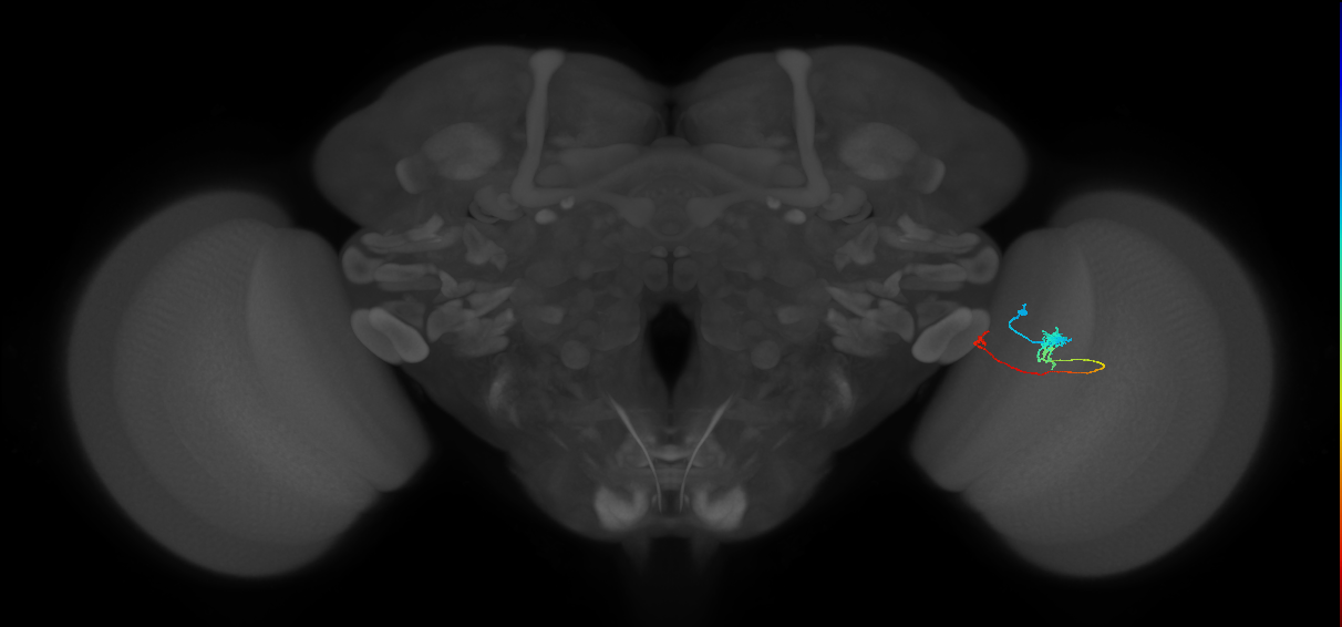 Tm20_R (MaleCNS:103961)