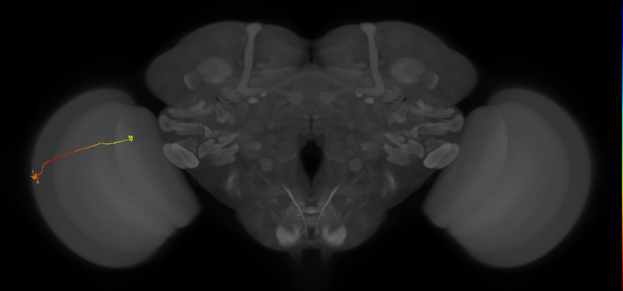 Tm20_L (MaleCNS:212871)