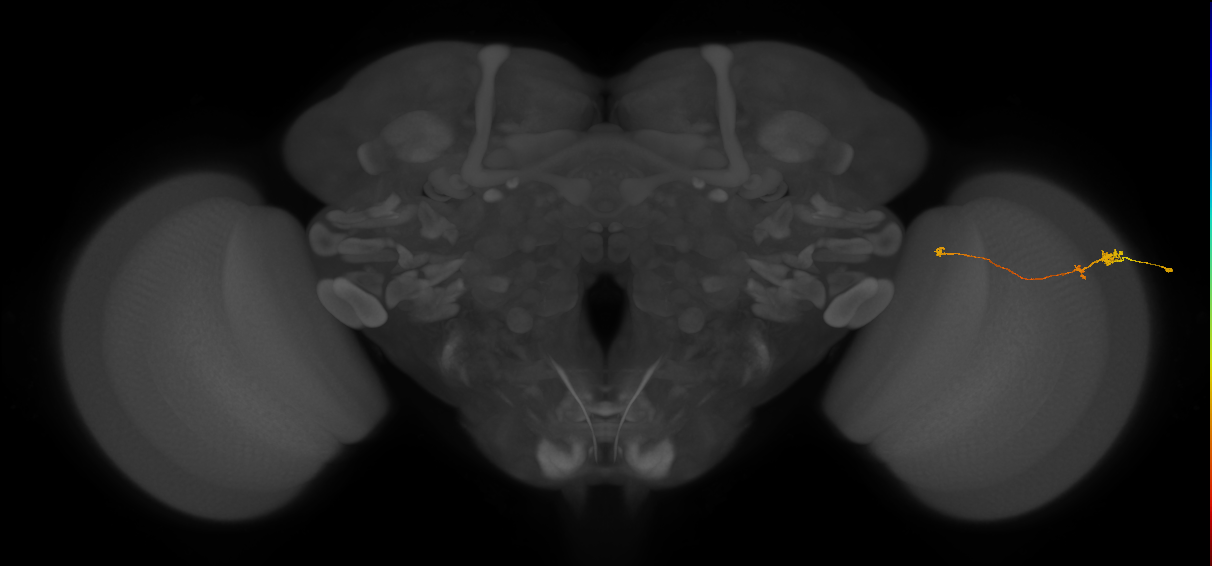 Tm20_R (MaleCNS:168009)