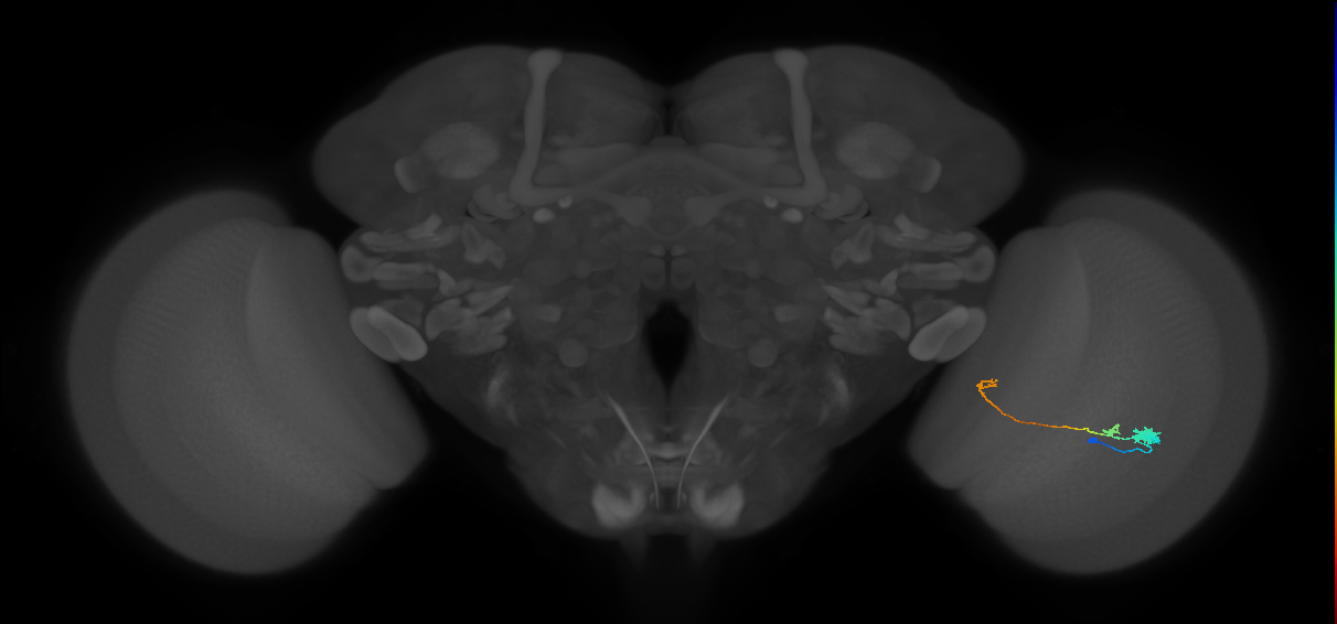 Tm20_R (MaleCNS:86493)