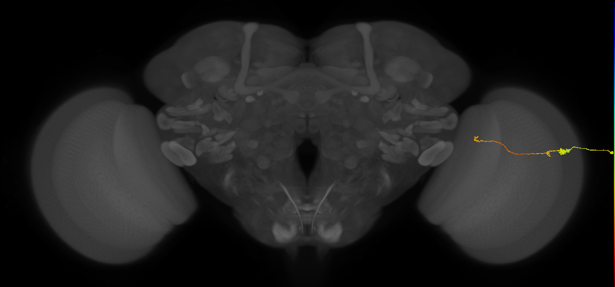 Tm20_R (MaleCNS:162644)