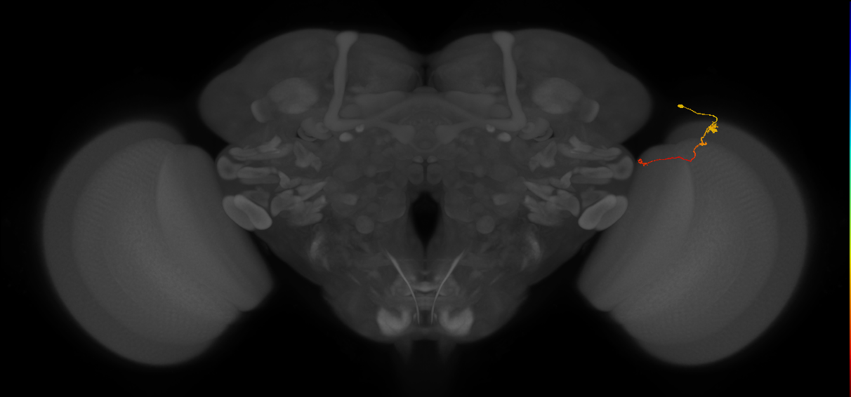 Tm20_R (MaleCNS:152774)