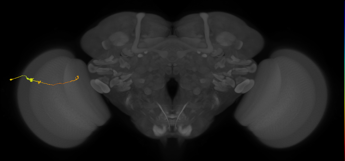 Tm20_L (MaleCNS:534606)