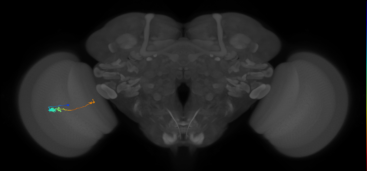 Tm20_L (MaleCNS:531213)