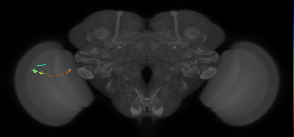 Tm20_L (MaleCNS:517543)