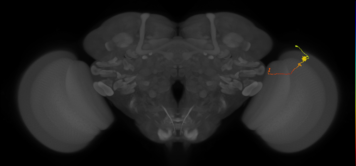 Tm20_R (MaleCNS:119564)