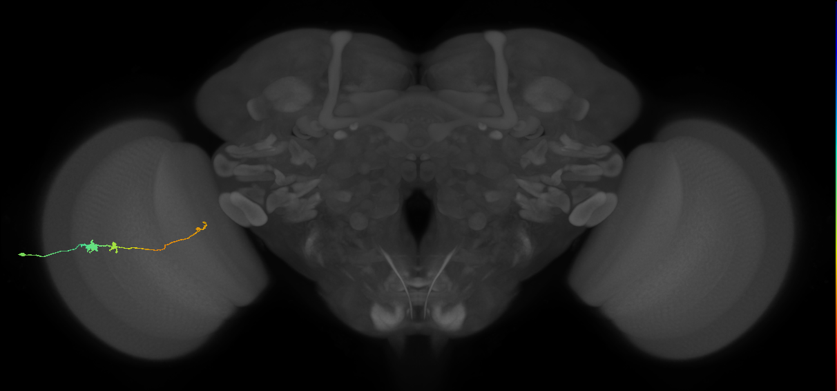 Tm20_L (MaleCNS:94901)