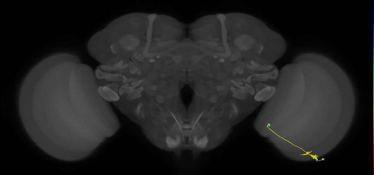 Tm20_R (MaleCNS:99389)