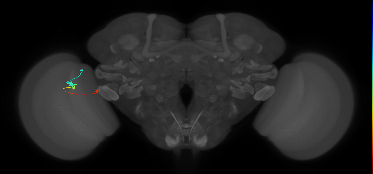 Tm20_L (MaleCNS:530322)