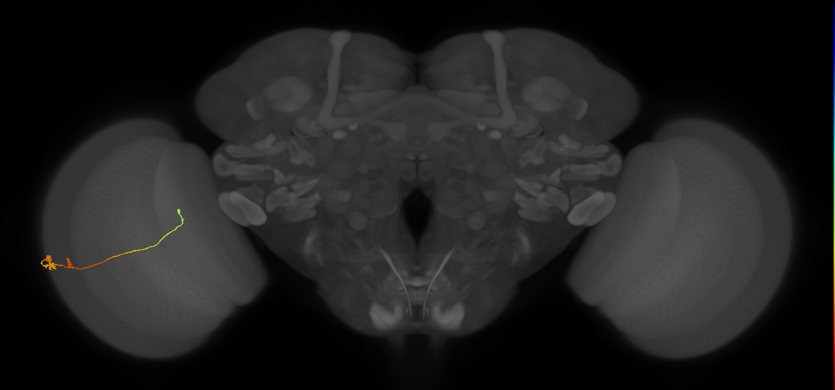 Tm20_L (MaleCNS:533246)