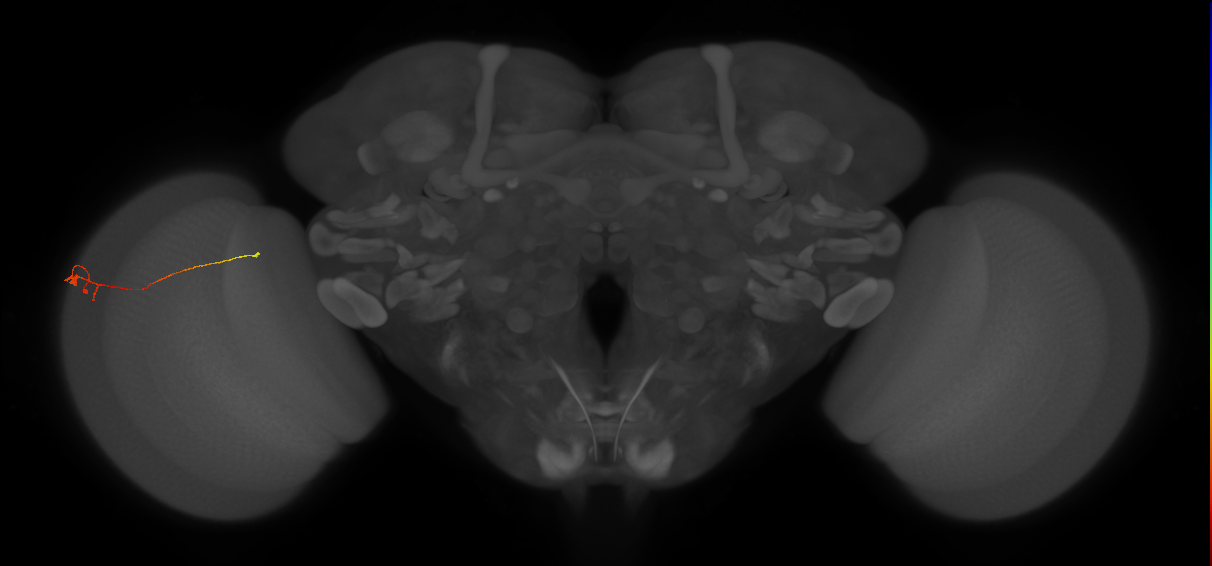 Tm20_L (MaleCNS:91890)