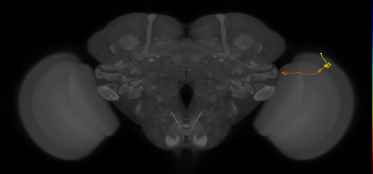 Tm20_R (MaleCNS:557226)