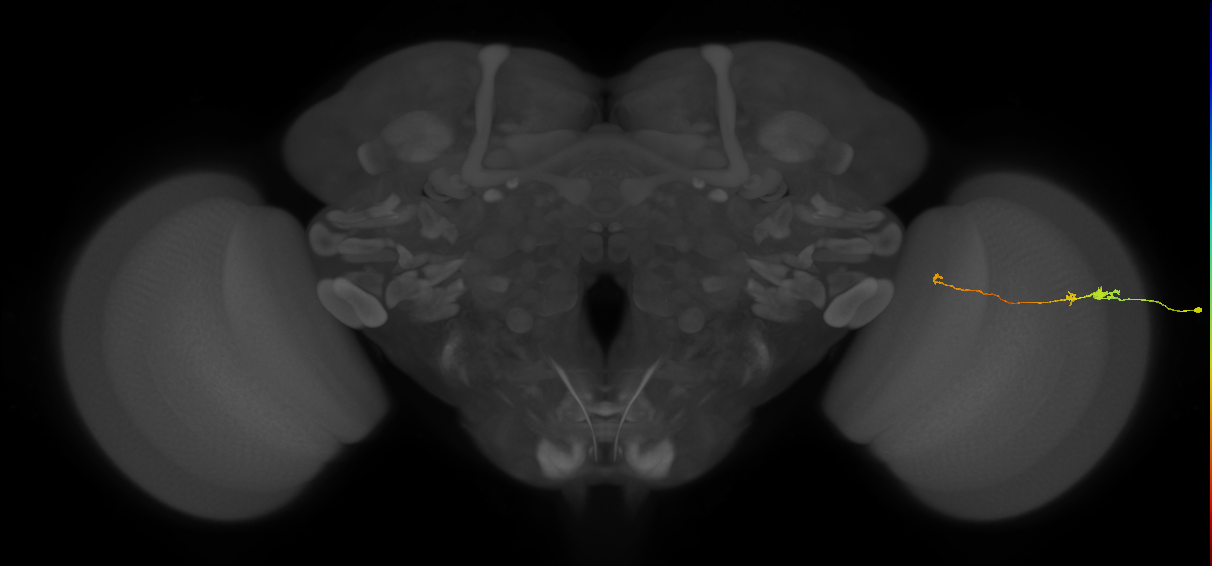Tm20_R (MaleCNS:167502)
