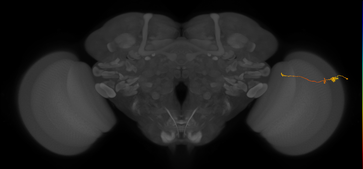 Tm20_R (MaleCNS:123053)