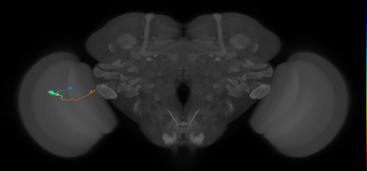 Tm20_L (MaleCNS:531793)