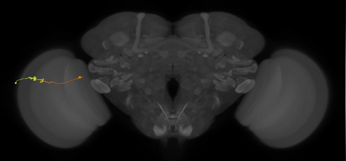 Tm20_L (MaleCNS:171709)