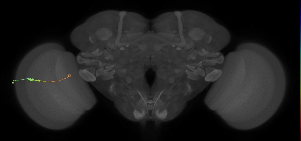 Tm20_L (MaleCNS:160699)