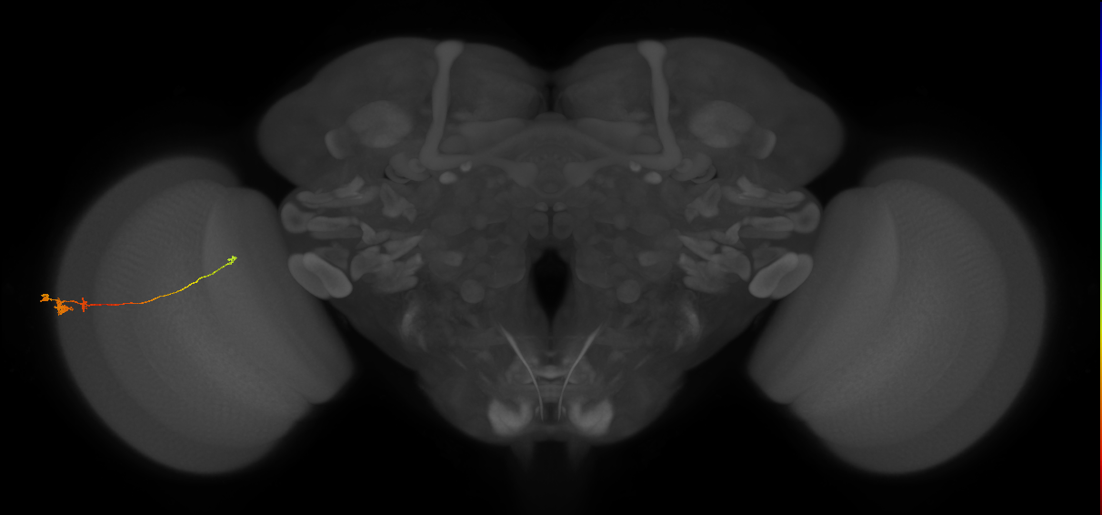 Tm20_L (MaleCNS:91010)