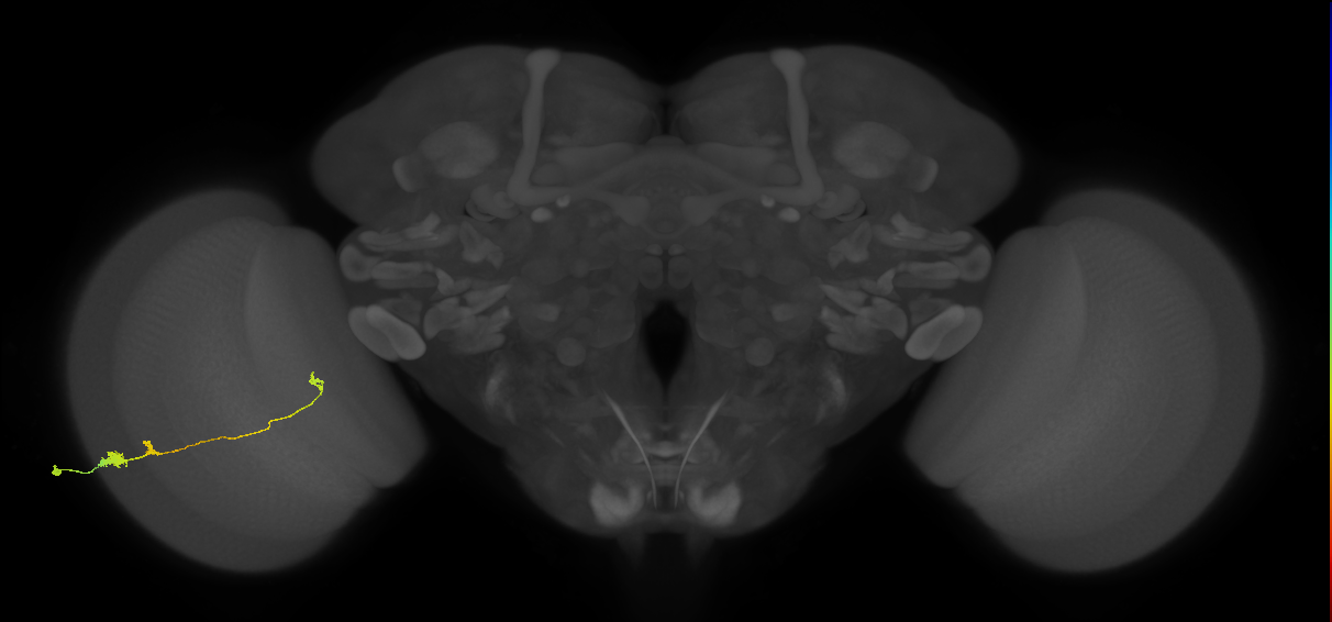 Tm20_L (MaleCNS:540501)