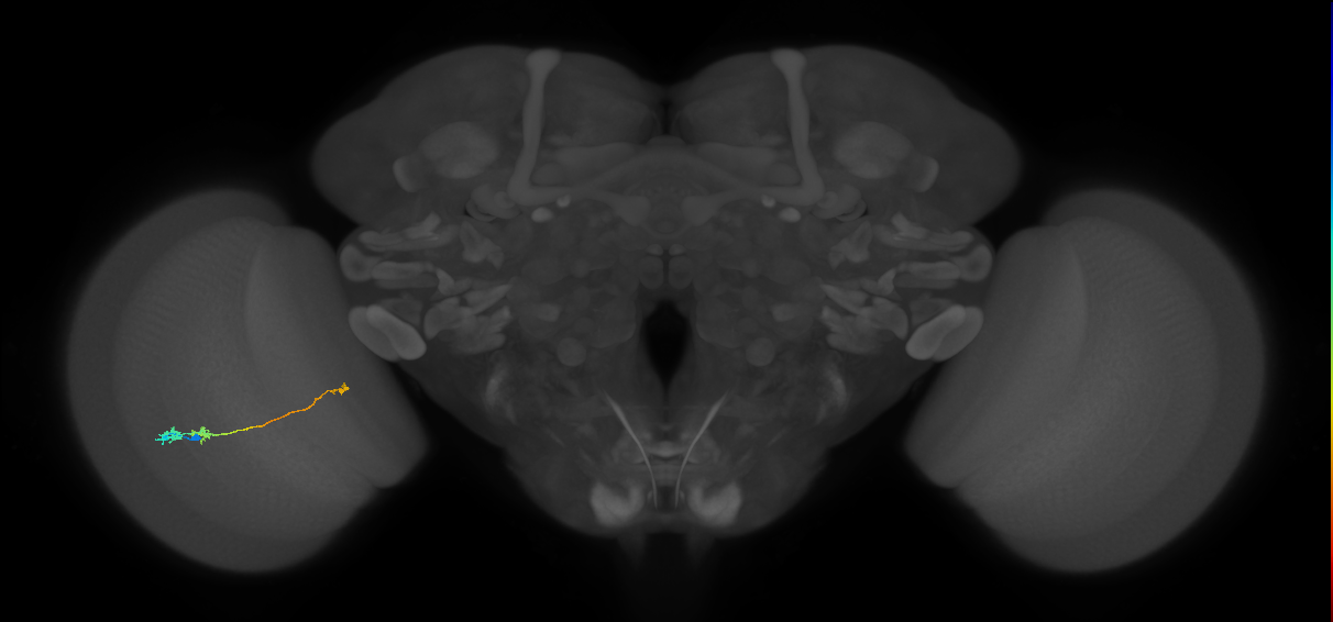 Tm20_L (MaleCNS:535884)