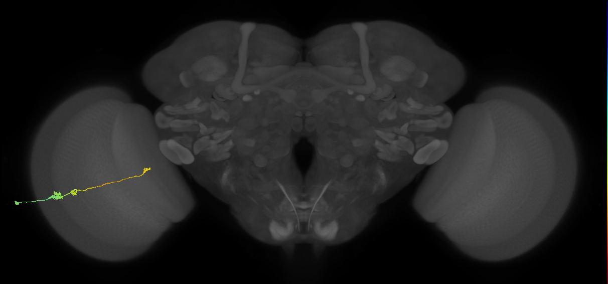 Tm20_L (MaleCNS:532854)