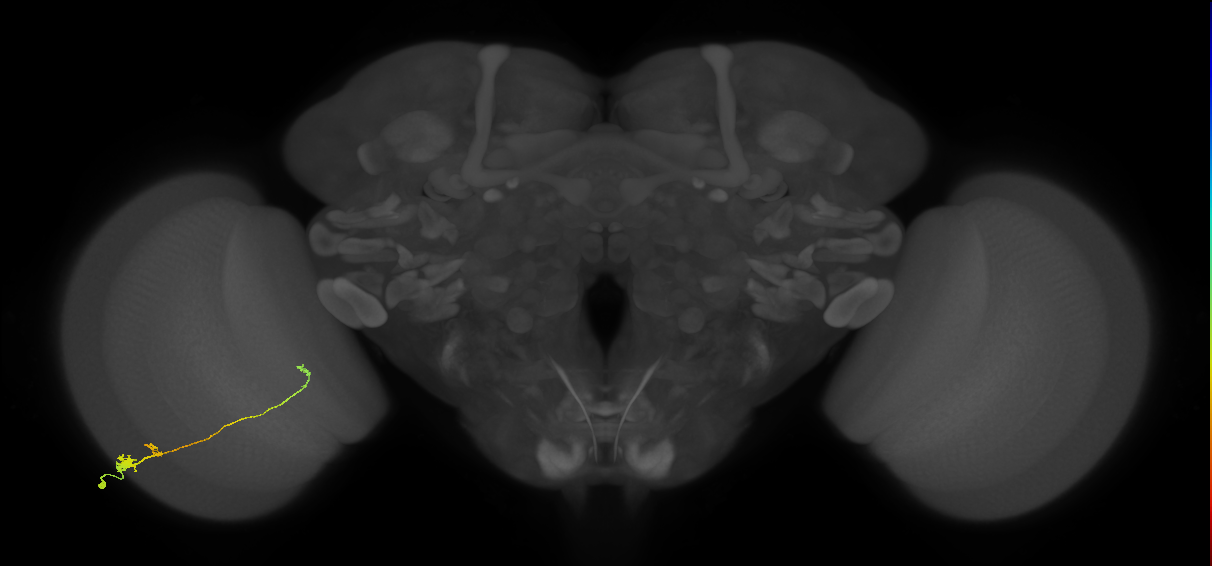 Tm20_L (MaleCNS:82368)