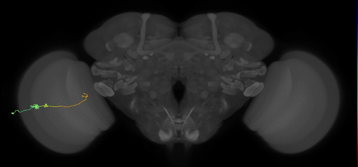 Tm20_L (MaleCNS:93449)