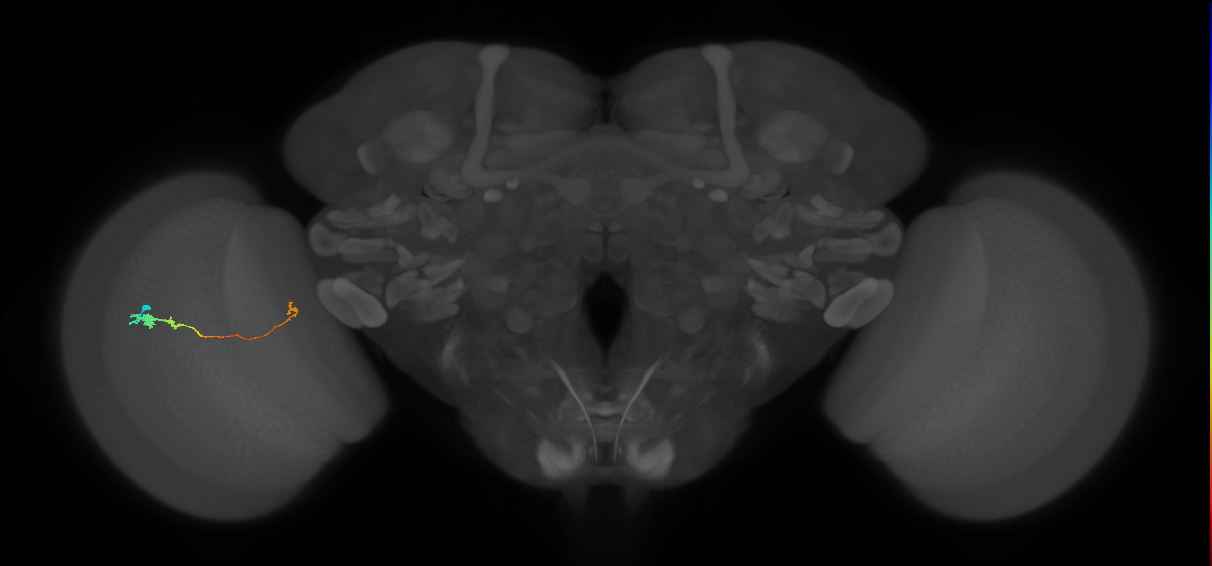Tm20_L (MaleCNS:22308)