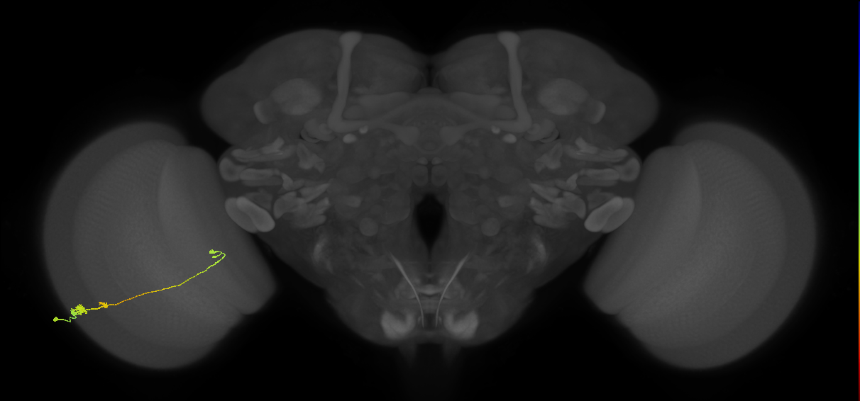 Tm20_L (MaleCNS:63361)