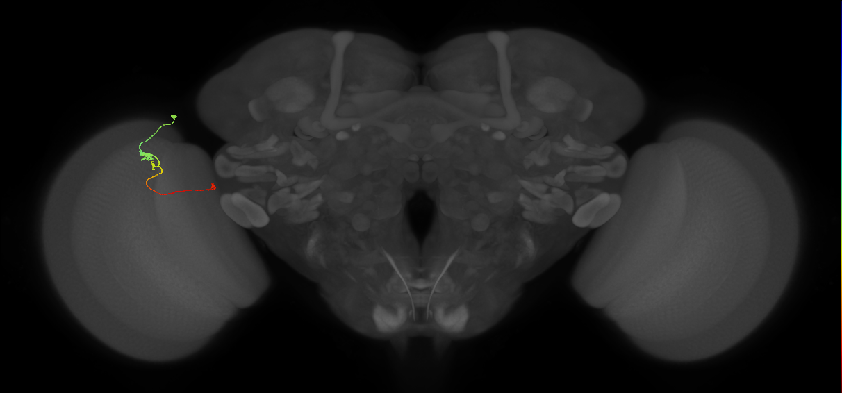 Tm20_L (MaleCNS:551873)