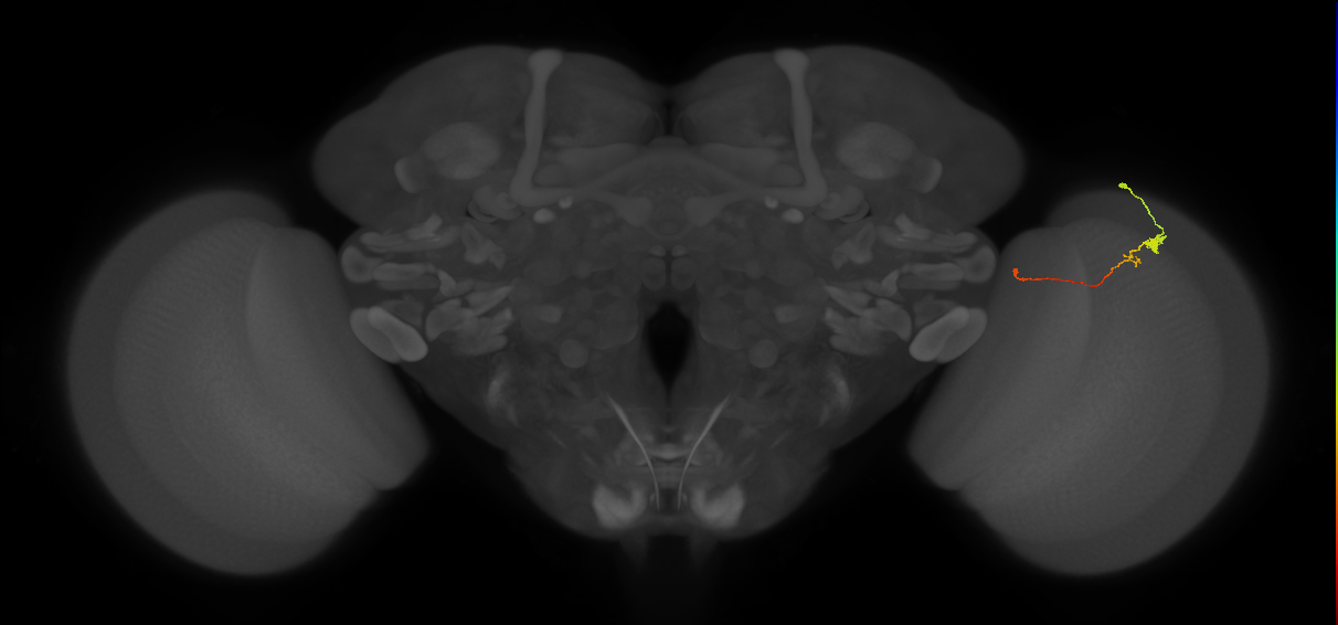 Tm20_R (MaleCNS:130956)