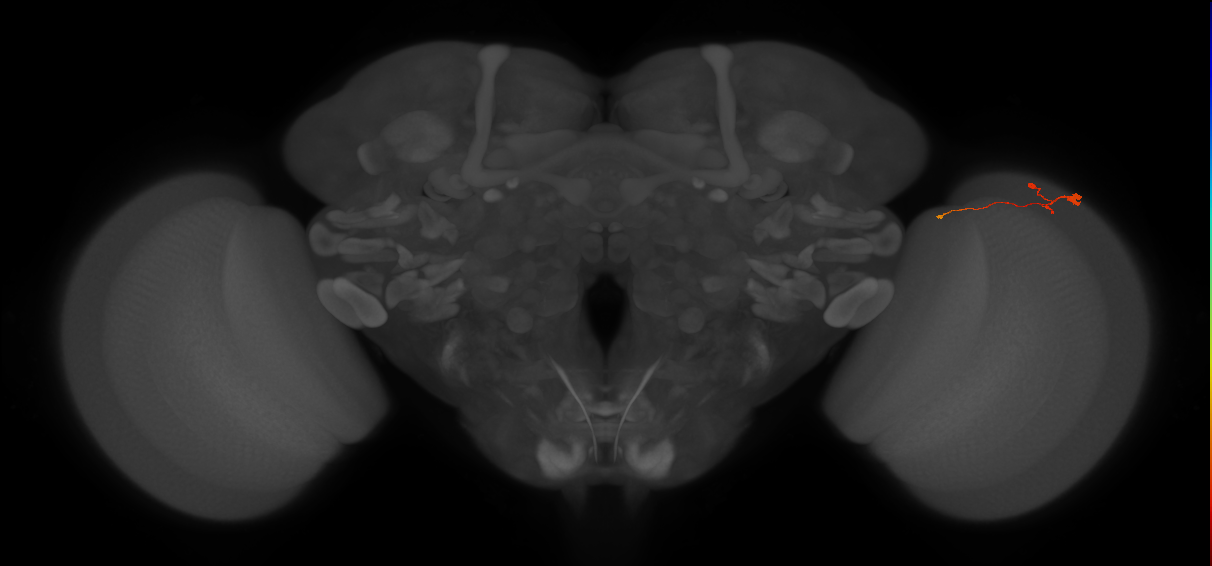Tm20_R (MaleCNS:158080)
