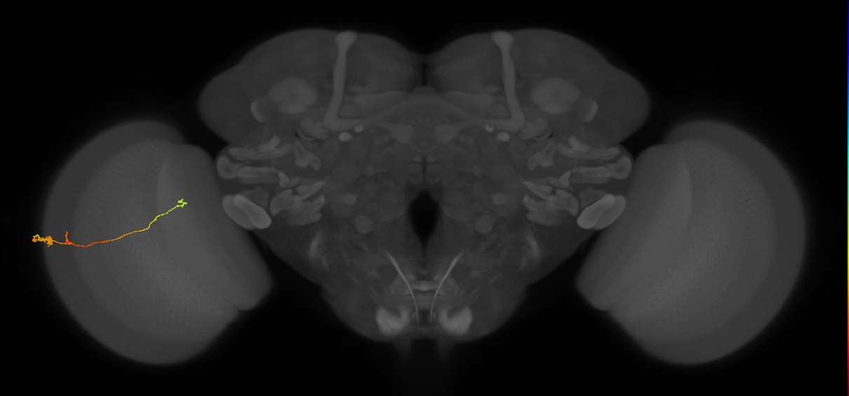 Tm20_L (MaleCNS:532818)