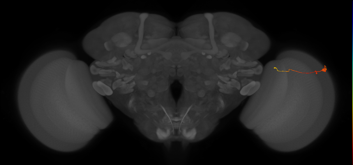 Tm20_R (MaleCNS:139614)