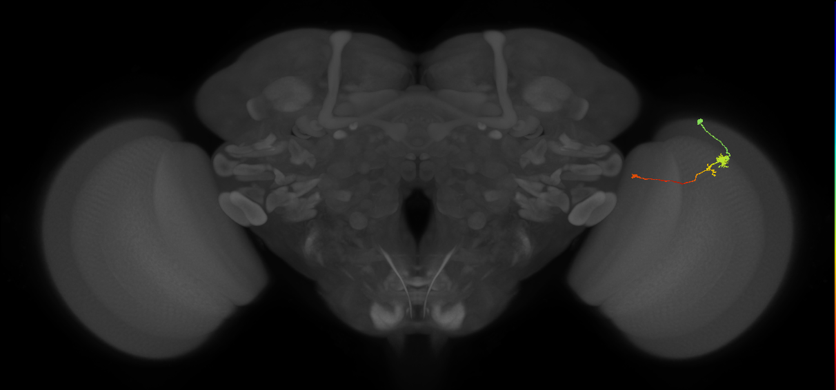 Tm20_R (MaleCNS:118813)