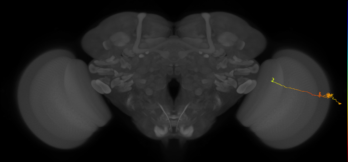 Tm20_R (MaleCNS:547714)