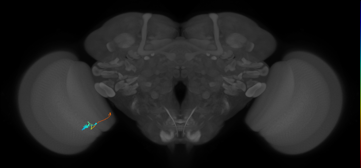 Tm20_L (MaleCNS:139064)