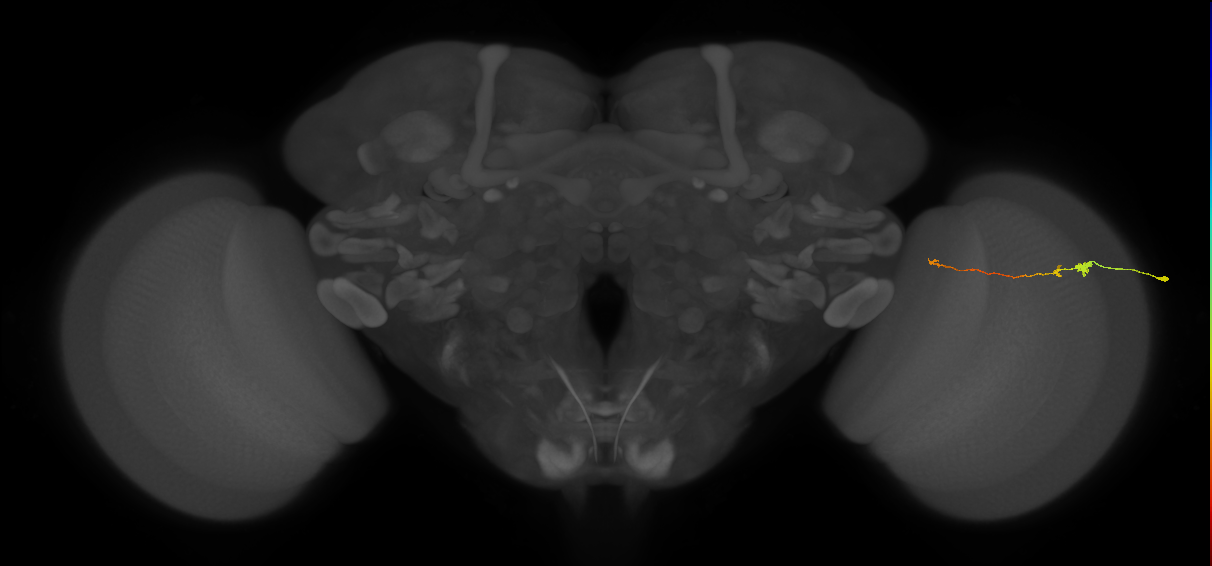 Tm20_R (MaleCNS:183129)
