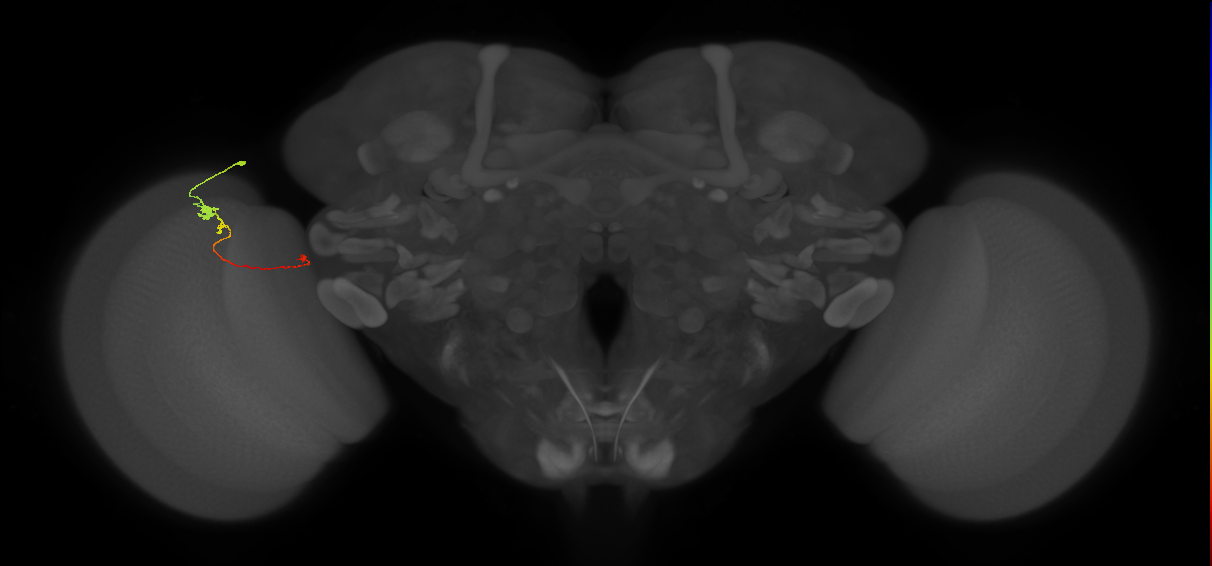 Tm20_L (MaleCNS:47321)