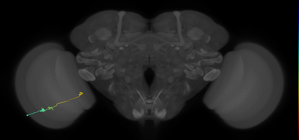 Tm20_L (MaleCNS:542579)