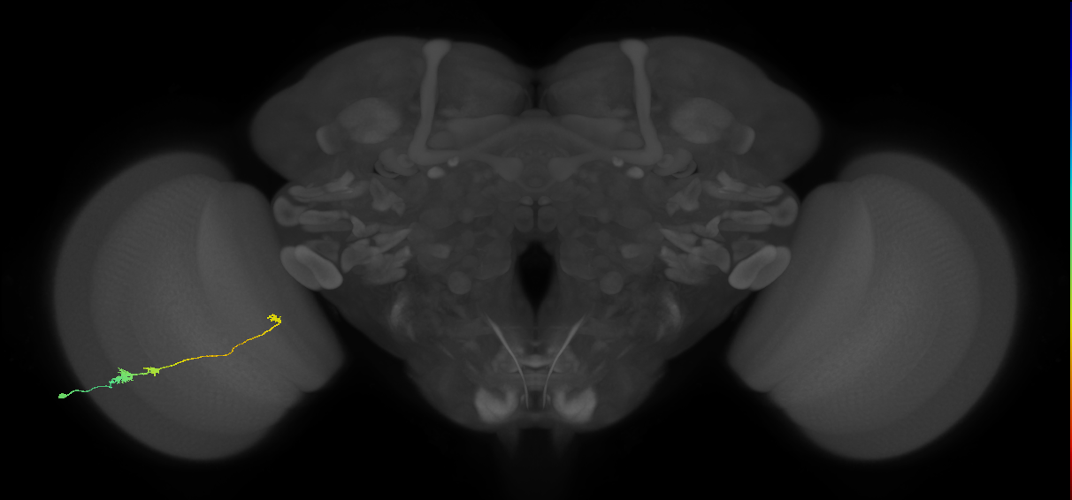 Tm20_L (MaleCNS:531349)