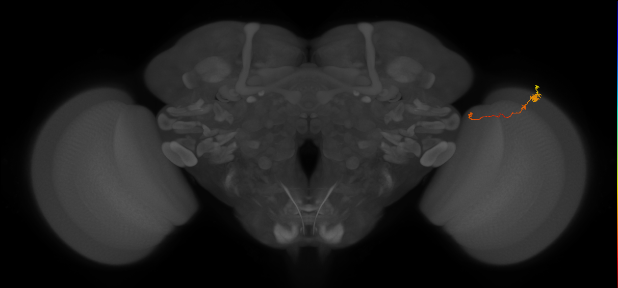 Tm20_R (MaleCNS:120681)