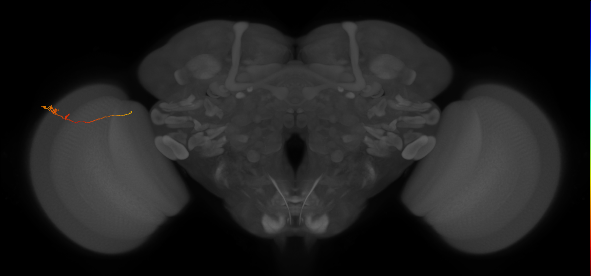 Tm20_L (MaleCNS:157054)
