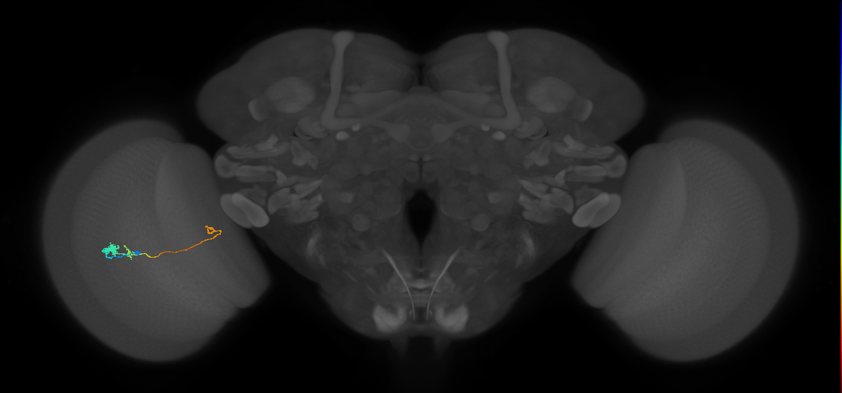 Tm20_L (MaleCNS:96500)