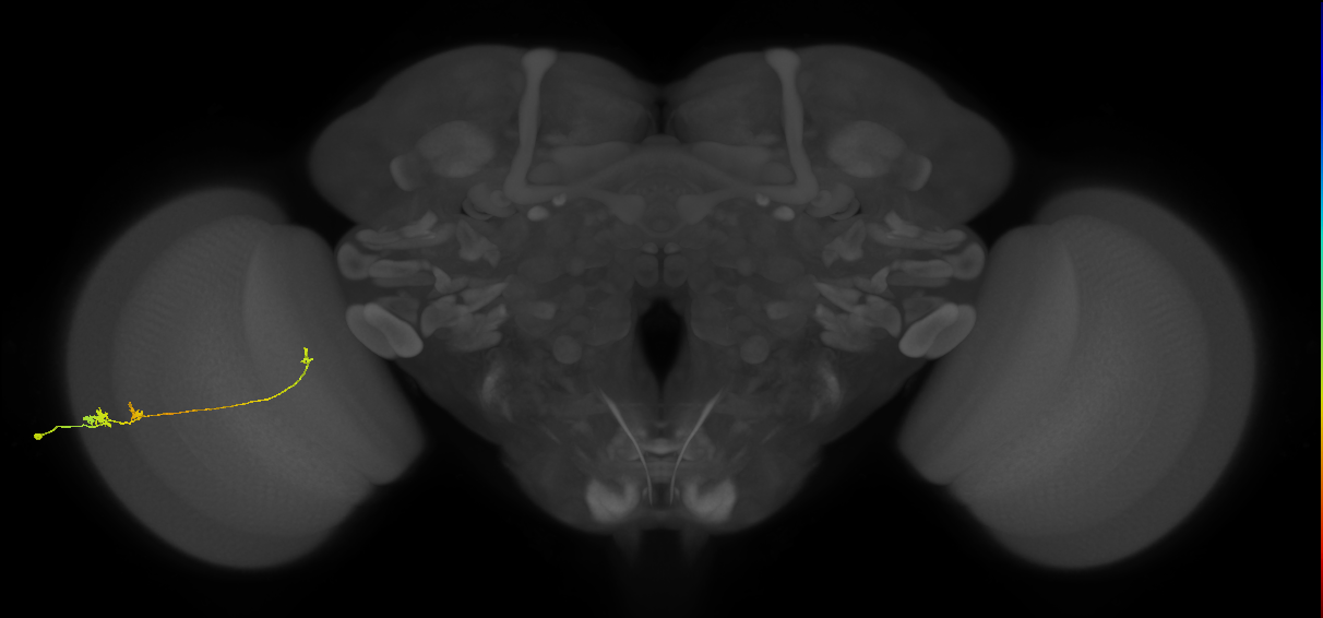 Tm20_L (MaleCNS:537965)