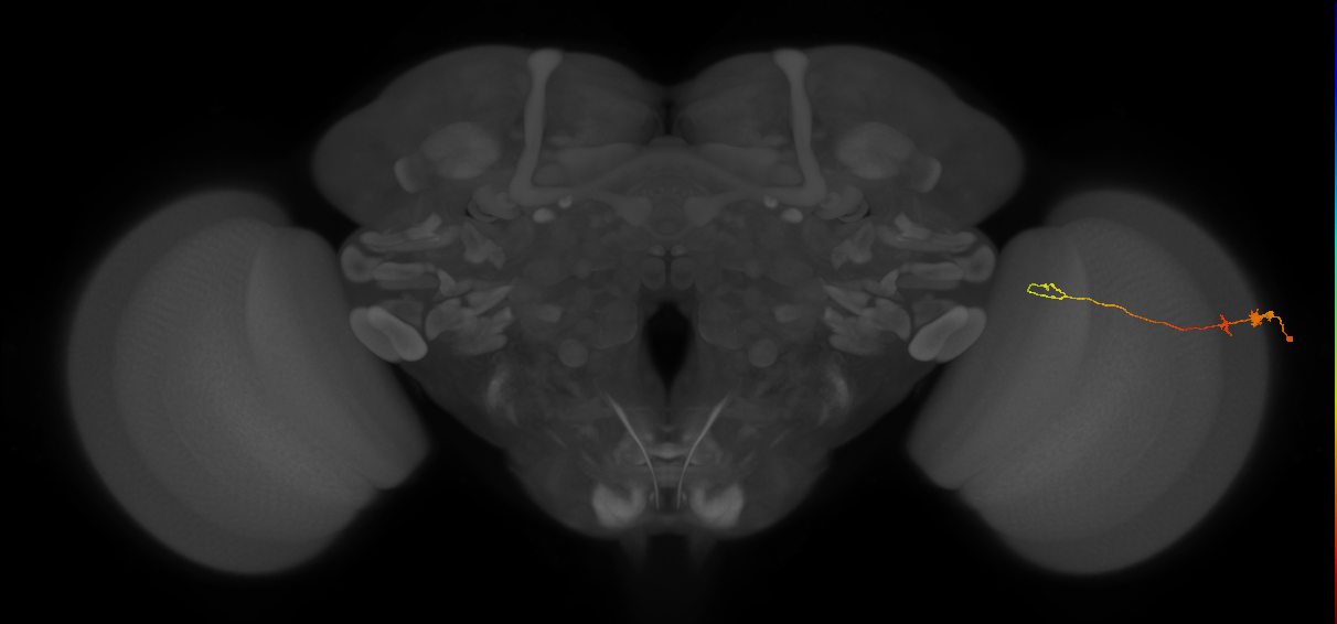 Tm20_R (MaleCNS:109798)