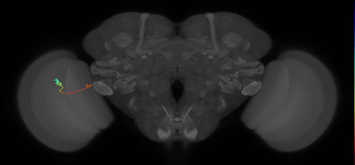 Tm20_L (MaleCNS:518043)